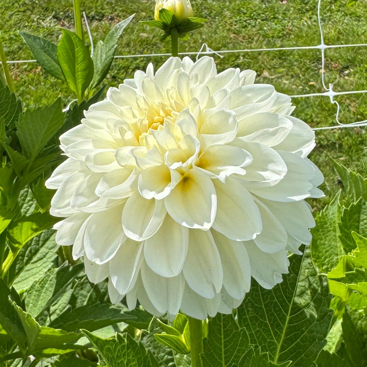 Dahlia Cream Corner Nyhet!