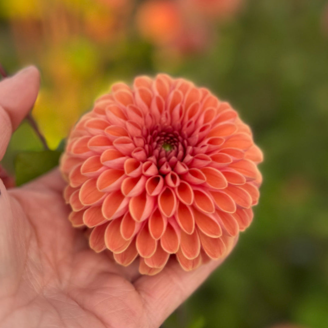 Dahlia Bestseller utgår!