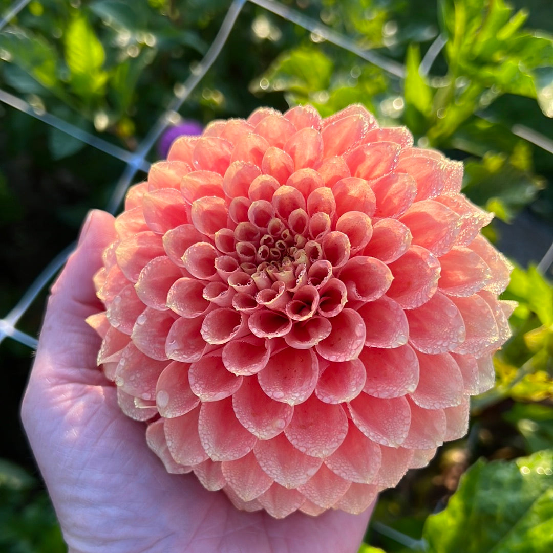 Dahlia Freeman UTGÅR! Alt-Orange Favorite