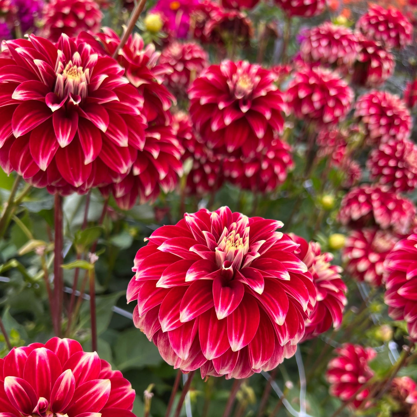 Dahlia Red Rock Nyhet!