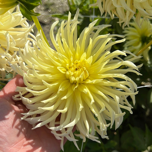 Dahlia Yellow Star Nyhet!