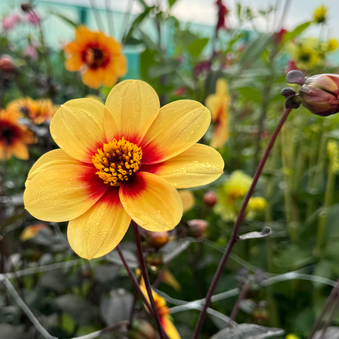 Dahlia Sunshine