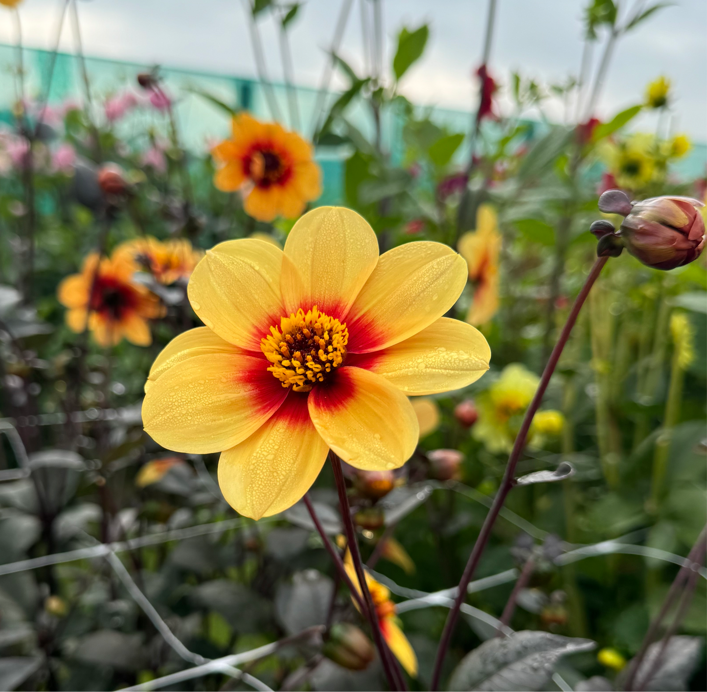 Dahlia Sunshine Nyhet!