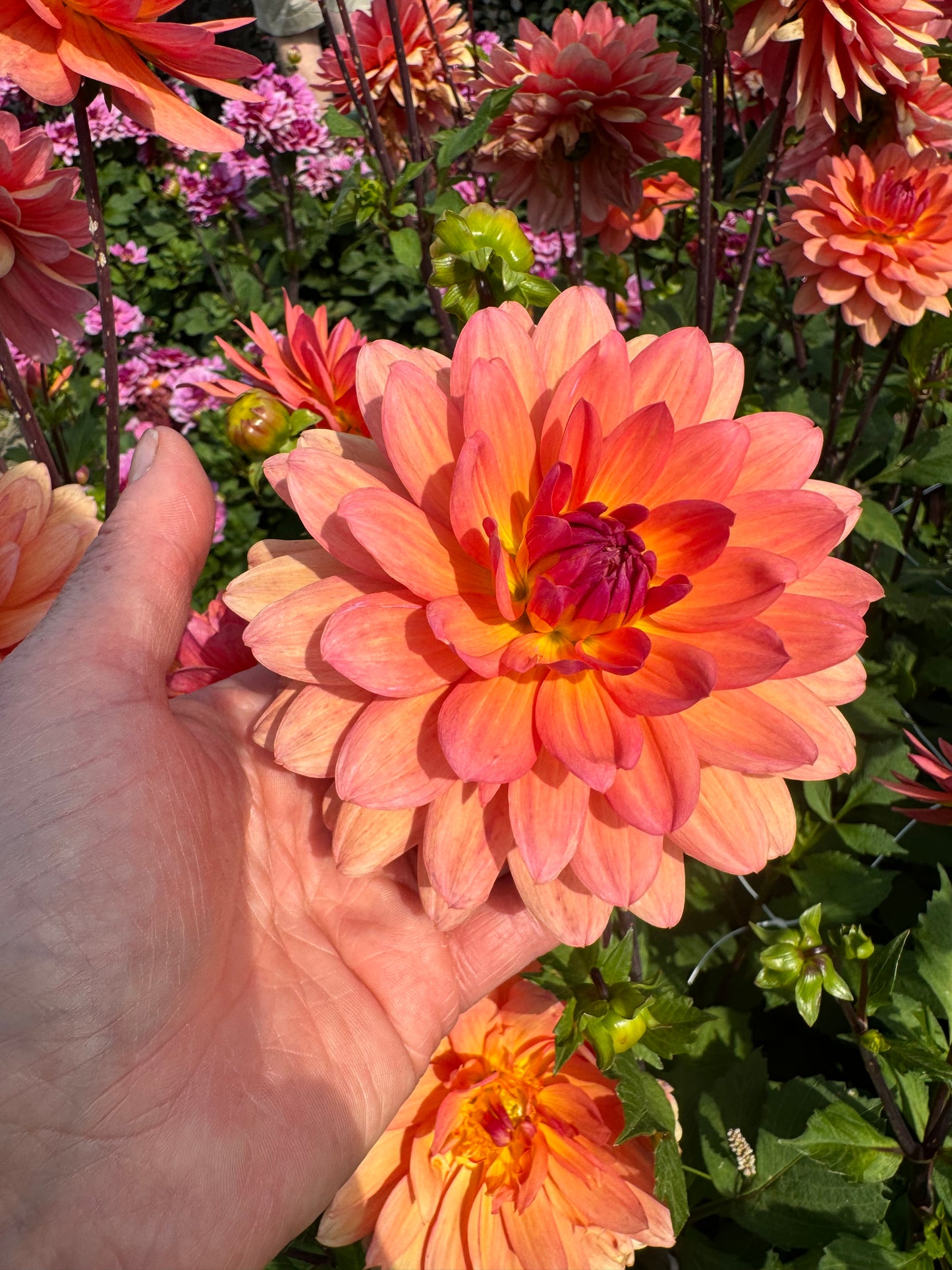 Dahlia Cheerleader Nyhet!