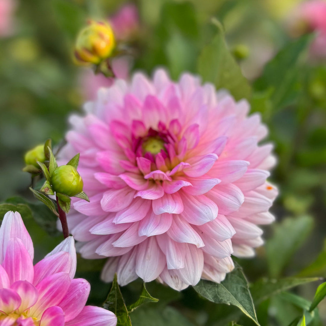 Dahlia Melody Lizza