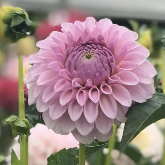 Dahlia Blomqvist Troy P