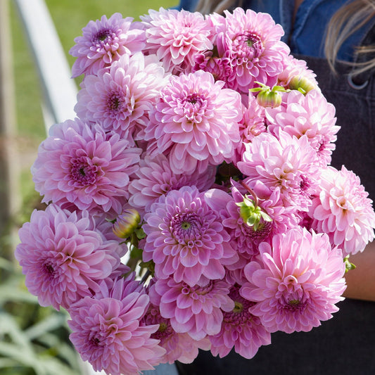 Dahlia Bazuin Lavender Nyhet!