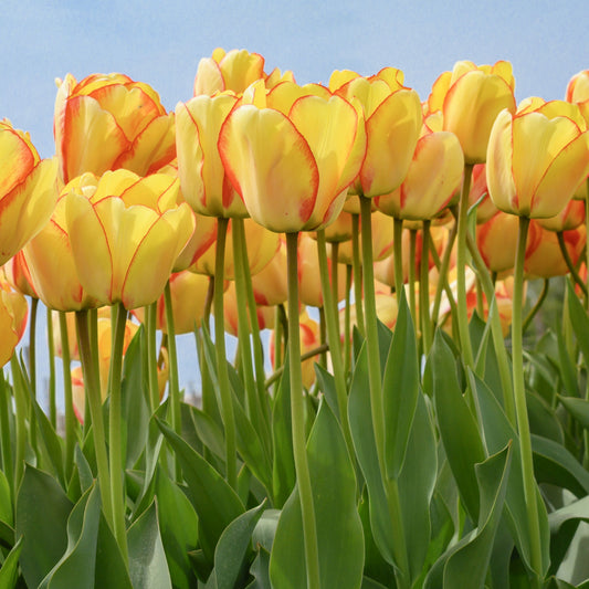 Medeltidig tulpan 'Beauty of Spring'
