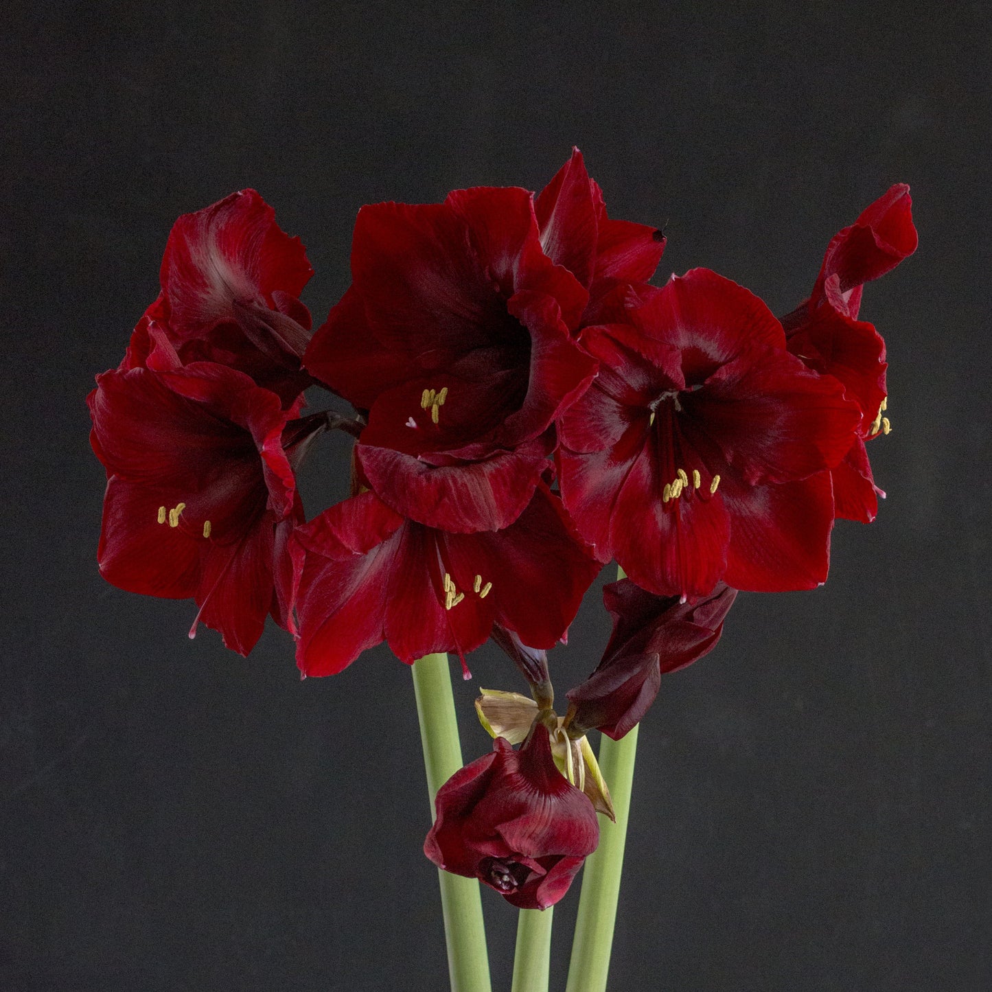 Amaryllis Benfica lökstorlek