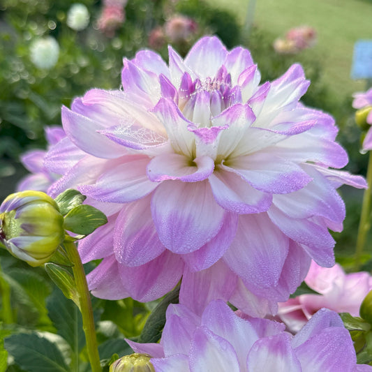 Dahlia Bitsy Nyhet!