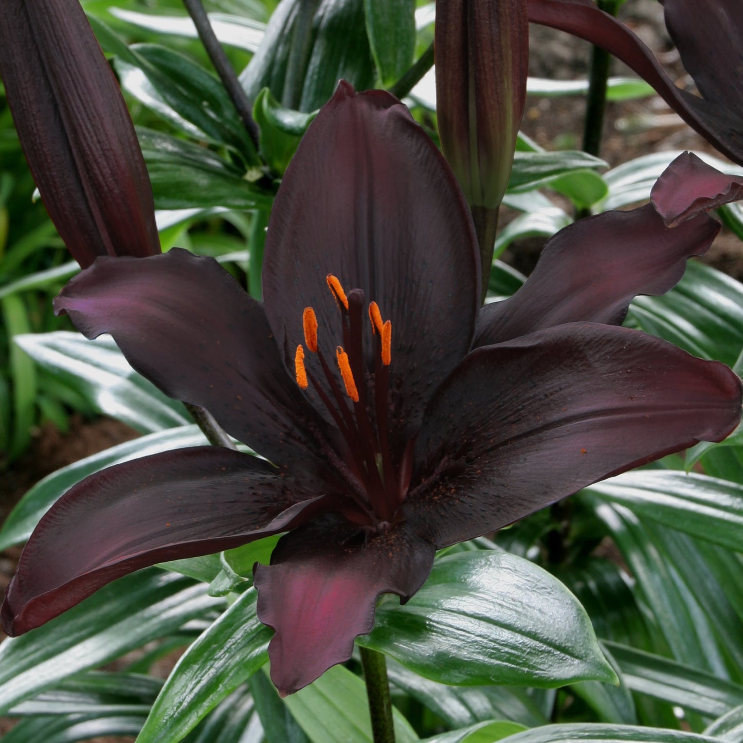 secret kiss asiatic lily Lilja Secret Kiss 3st – Dahlias By Linn