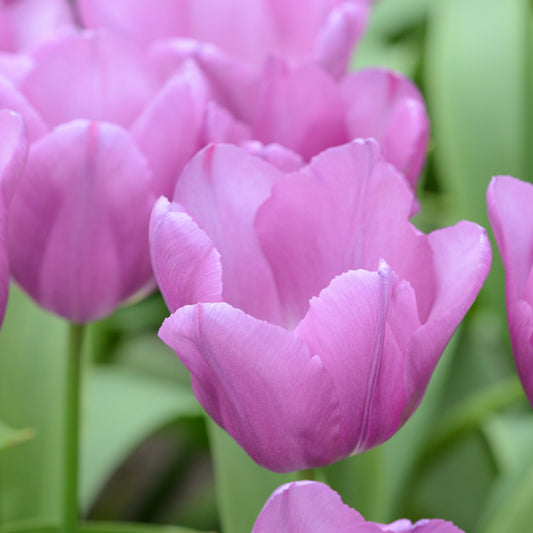Medeltidig tulpan 'Blue Beauty'