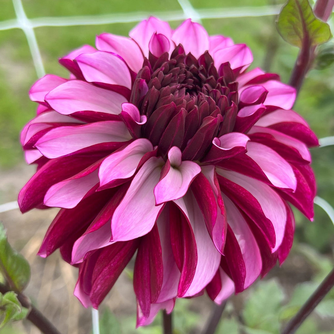 Dahlia Cranberry Classic Utgår