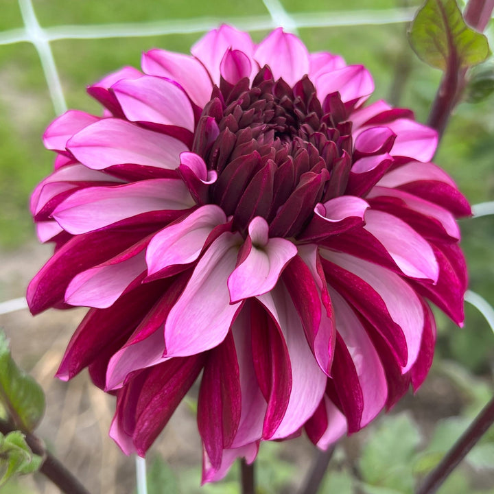 Dahlia Cranberry Classic Utgår