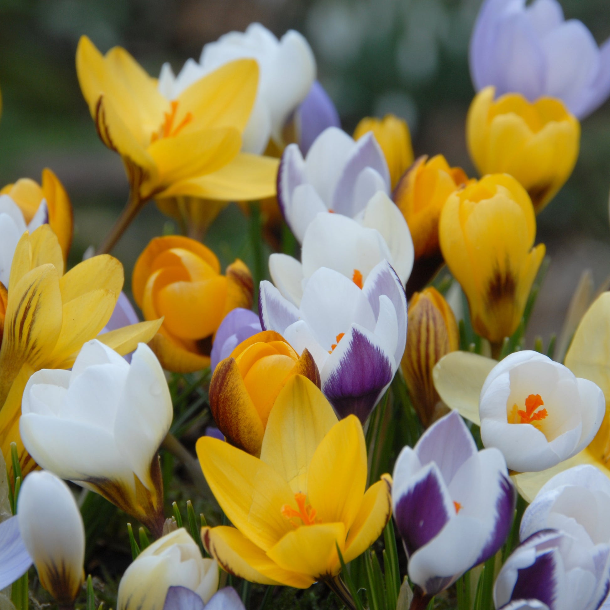 Krokusmix botaniska 