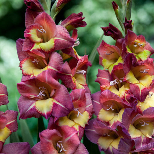 Gladiolus Breceria 10st