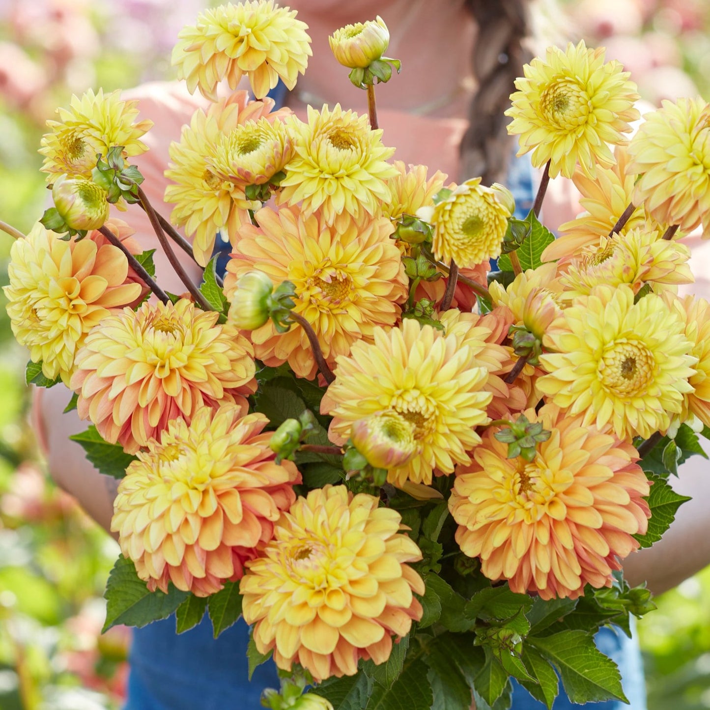 Dahlia Bronze Glory Nyhet!