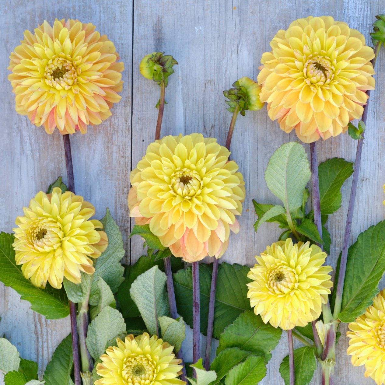 Dahlia Bronze Glory Nyhet!