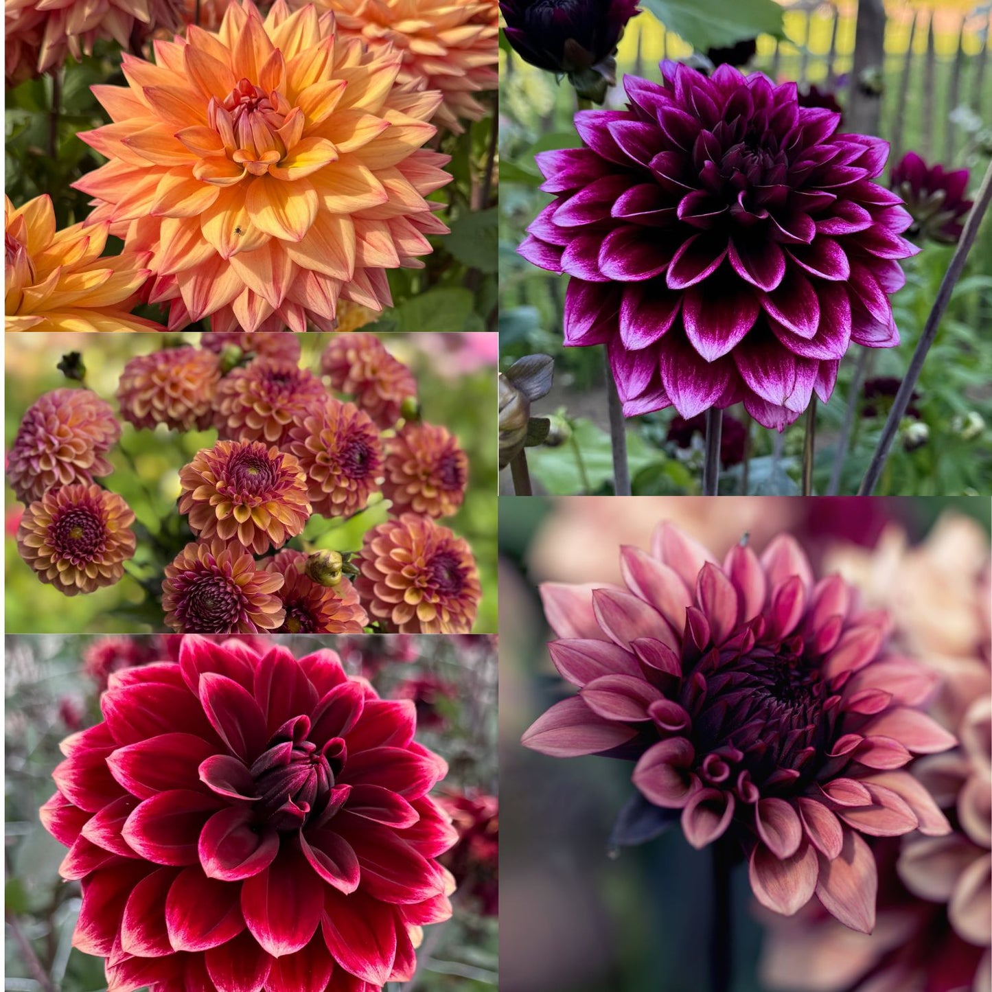 Dahlia SuperPaket Bästsäljarna 5st