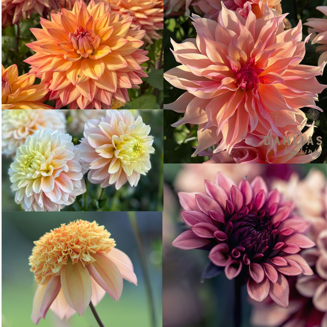 Dahlia Drömmarnas Blandning 5st