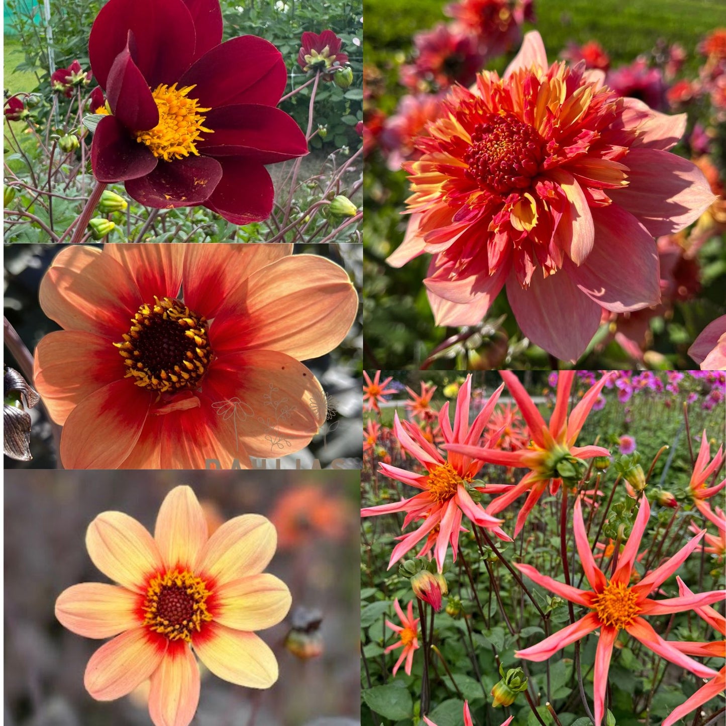 Dahlia Pollinerarnas eldiga favvoblandning 5st