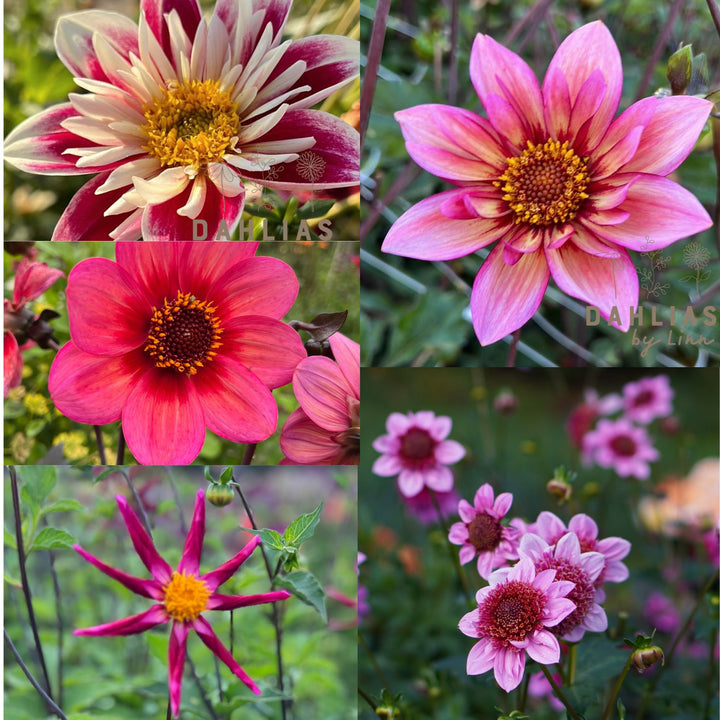 Dahlia Pollinerarnas godisblandning 5st