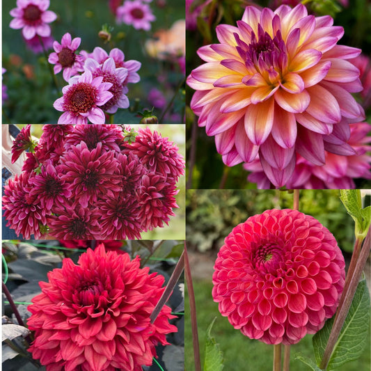 Dahlia Hugos Favoriter 5st