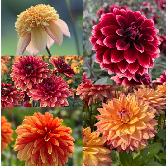 Dahlia Eldiga nyheter 2026 5st