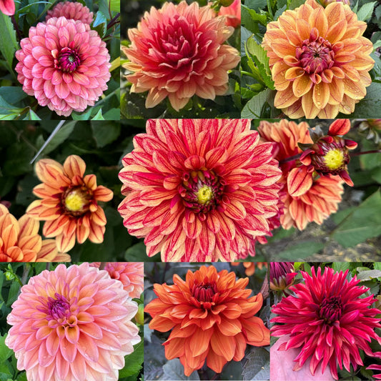 Våra Bästa Låga dahliorna 7st