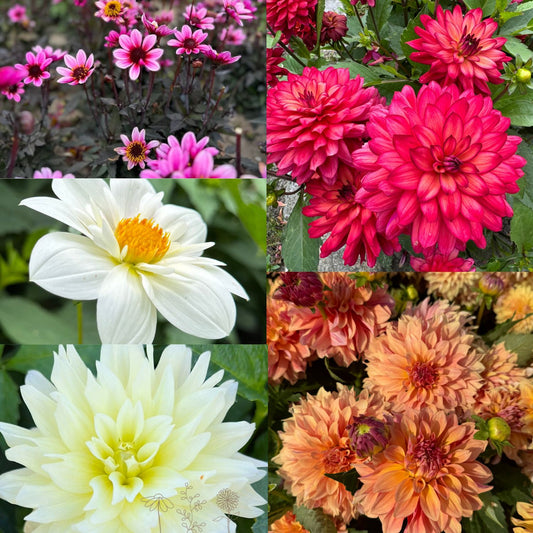 Dahlia bäst i kruka 5st