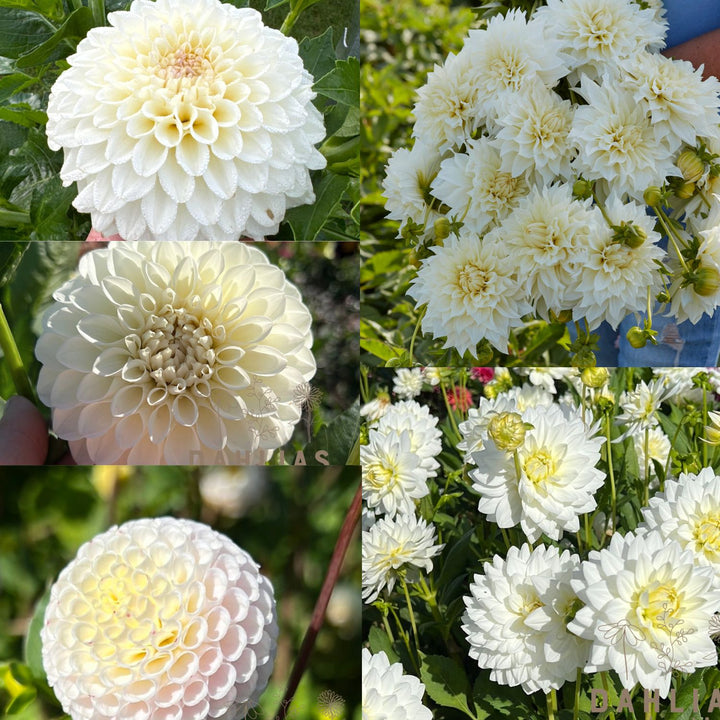 Dahlia Vita drömmen 5st