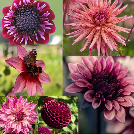 2 kvadrat Djup kärlek