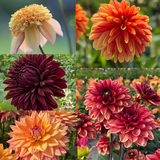 Dahlia Eldiga nyheter 2026 5st