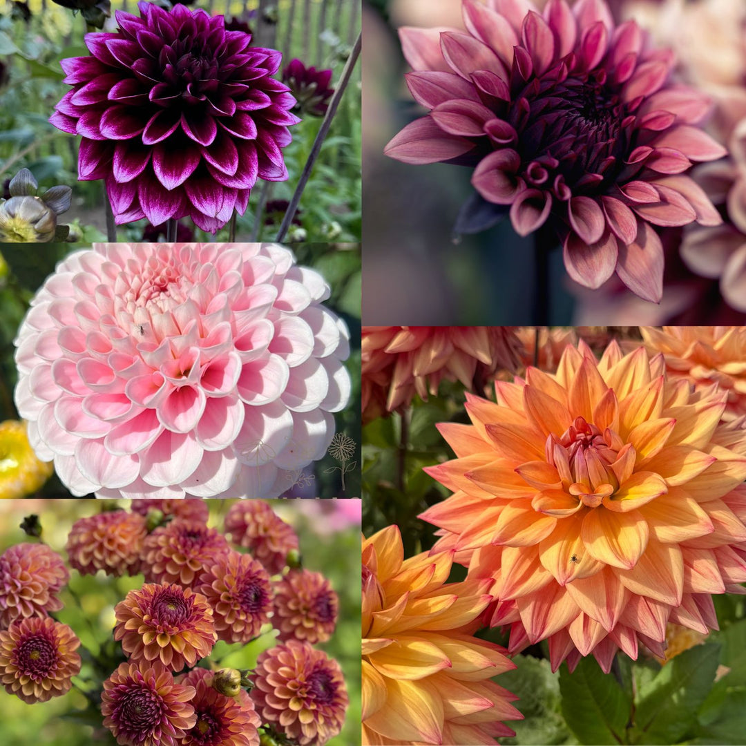 Dahlia SuperPaket Bästsäljarna 5st