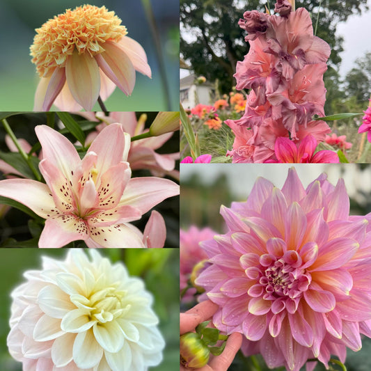 Dahlia Ljuvliga nyheter 2026 5st