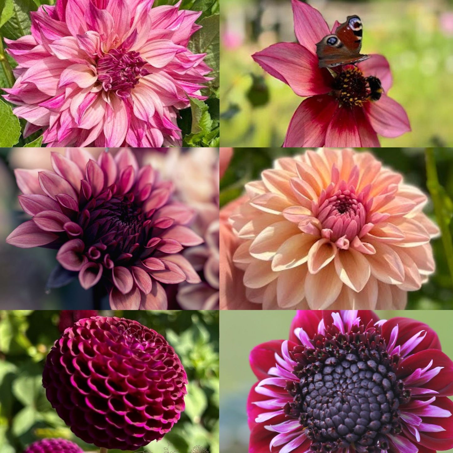 Dahlia 2 kvadrat Djup kärlek