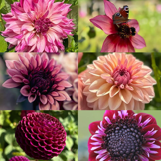 Dahlia 2 kvadrat Djup kärlek