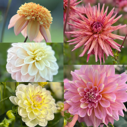 Dahlia Ljuvliga nyheter 2026 5st