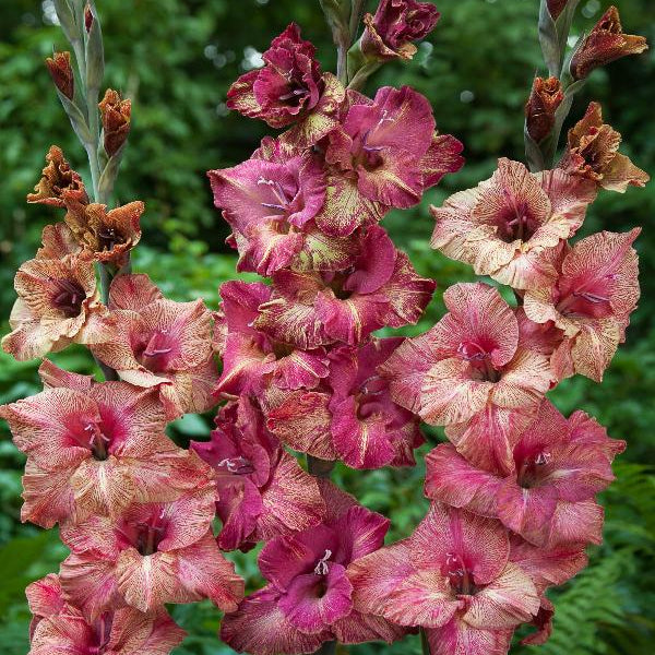 Gladiolus Brunette 10st