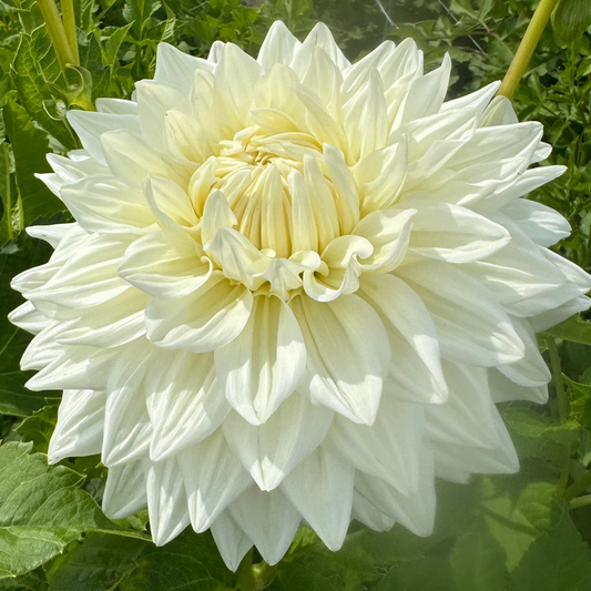 Dahlia Bull's Pride Nyhet!