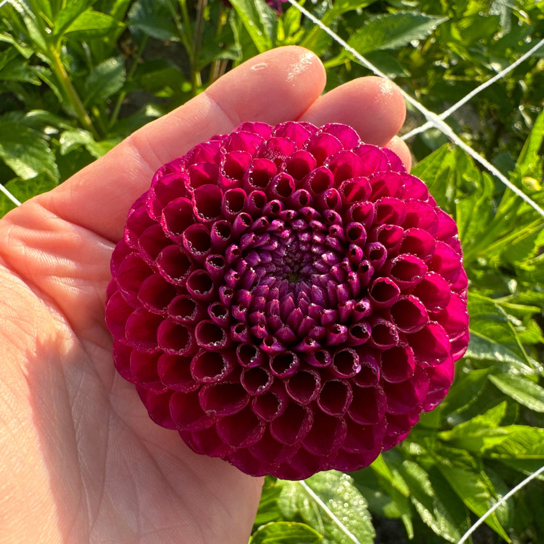 Dahlia Downham Royal