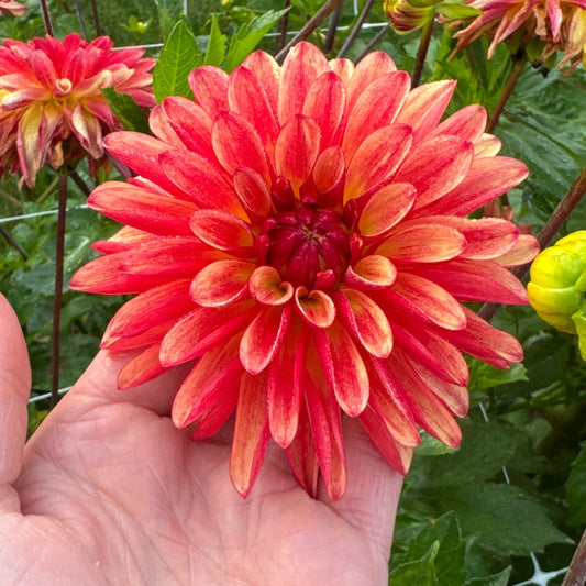 Dahlia Crazy Legs