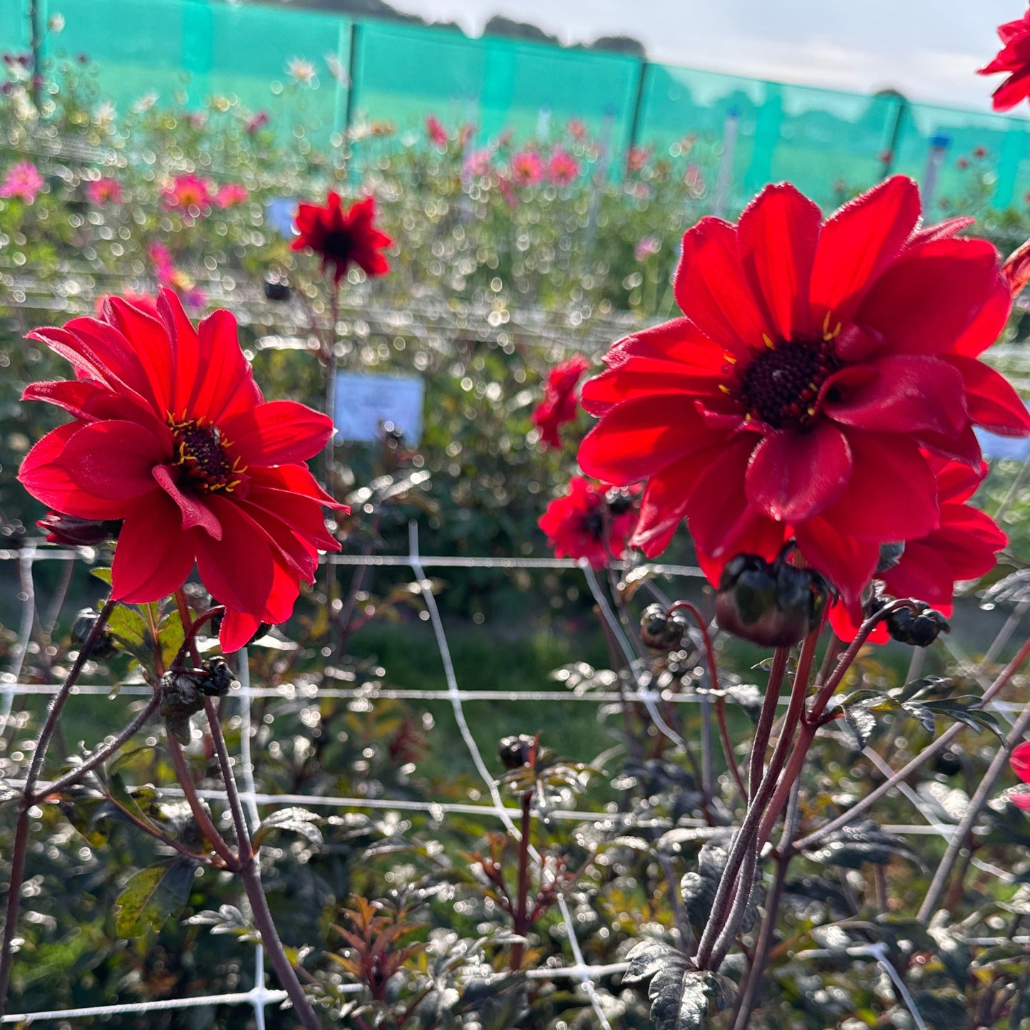 Dahlia Bishop of Llandaff Nyhet!