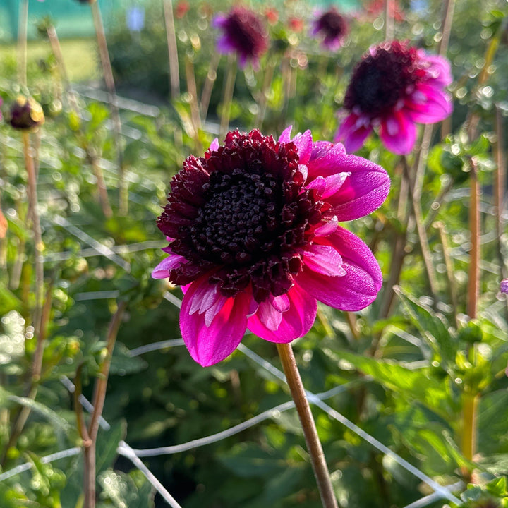 Dahlia Misses Amy