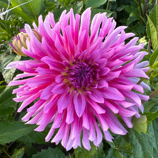 Dahlia Torsade Nyhet!