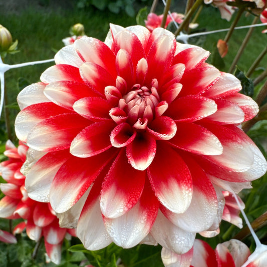 Dahlia Nagano Nyhet!