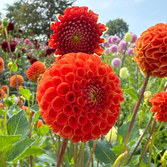 Dahlia Bantling Nyhet!