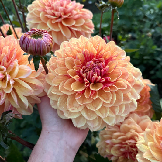 Dahlia Breaking Dawn LB-36