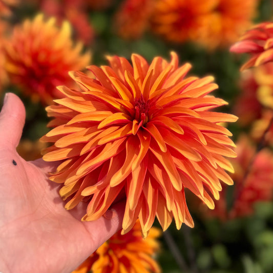 Dahlia Dorita Nyhet!