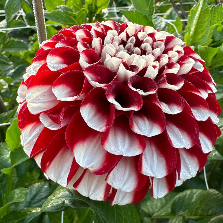 Dahlia Cum Laude